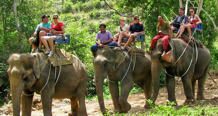The elephant camp in Chiang Mai