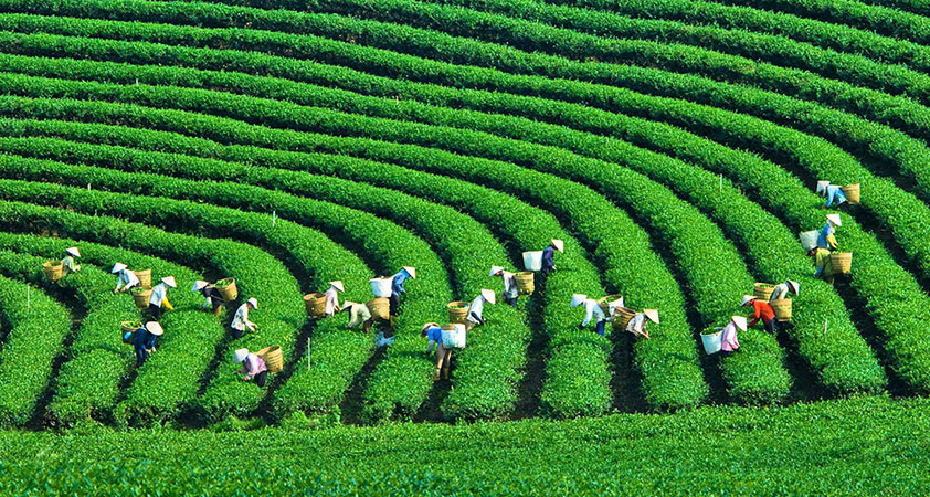 The tea plantation of Moc Chau