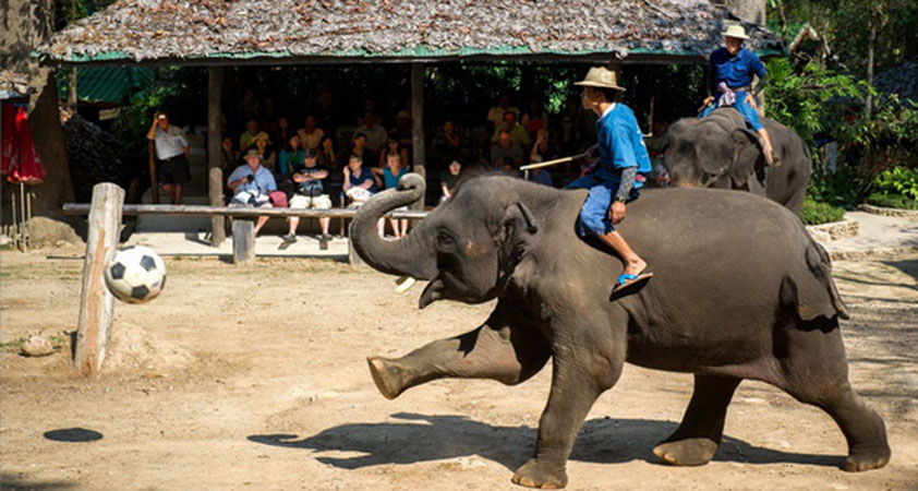 Experience exciting moments in Mae Sa Elephant Camp