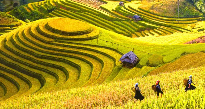 Overwhelmed by the rice ripen fields at Ta Van village