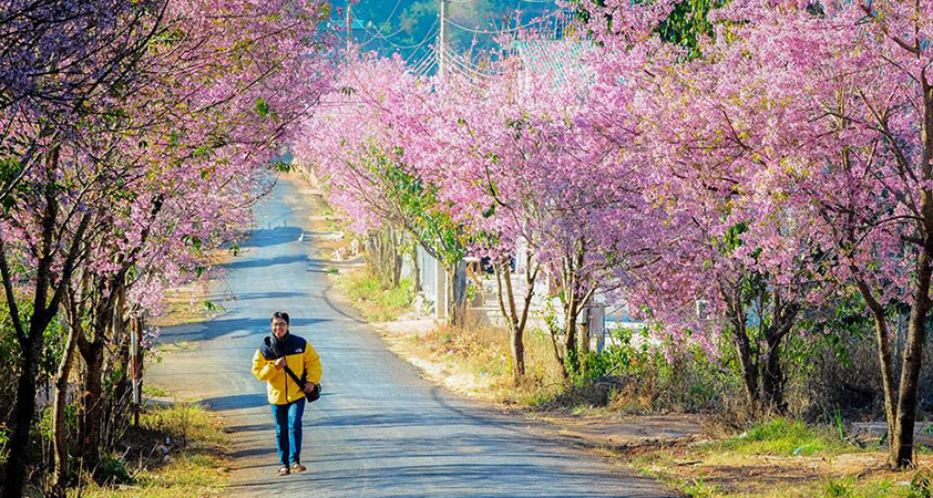 The road with full of peach flower blossom in Dalat in the spring